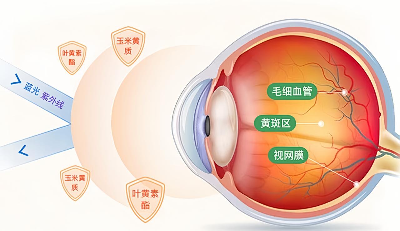 Ocnakoc叶黄素酯:守护中老年眼部健康